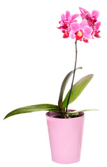 Phalaenopsis orchid isolated on white