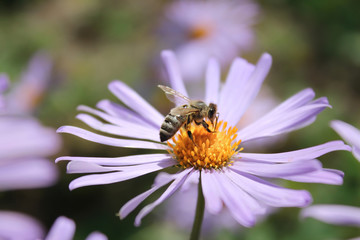 bee on a flower