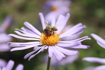 bee on a flower