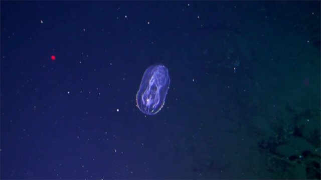 Luminous Ctenophora jellyfish underwater in Pacific Ocean. Extreme diving. Swim in world of unique wildlife coral, sharks, canyon., medusa, blubber, sea jelly.