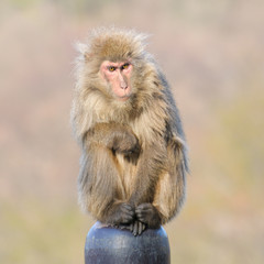 Obraz premium Japanese macaca