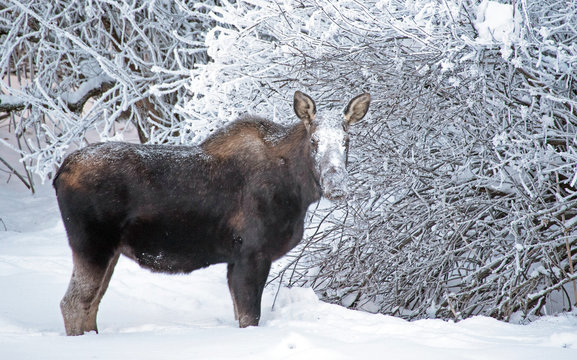 Snow Faced Moose