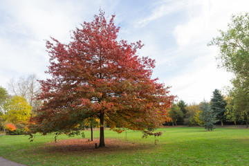 Naklejka premium Autumn colors in the English countryside