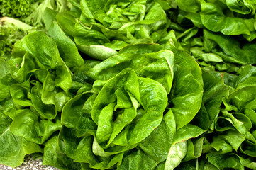 A bunch of green salad on the table in the market, Novi Sad, Serbia