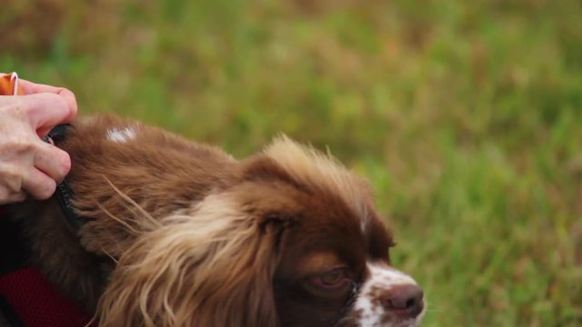 Brown Big Ear Cocker Spaniel Dog, Excited In A Park