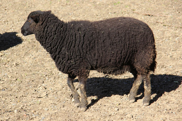 Black Sheep
