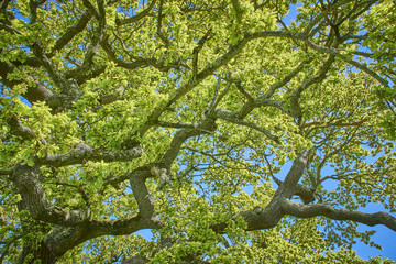 Looking up into the canopy of an oak tree in spring