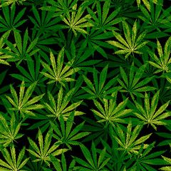 Crowd of Cannabis leaves on black background