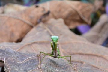 Green mantis
