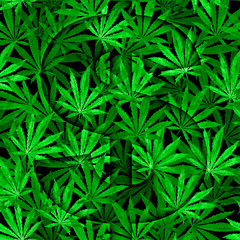 Naklejka na ściany i meble Crowd of Cannabis leaves on black background