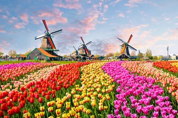 Selbstklebende Fototapete Amsterdam Landschaft mit Tulpen in Zaanse Schans, Niederlande, Europa