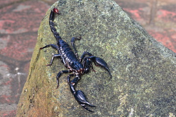A scorpion posing for the camera.