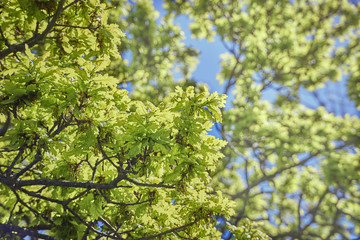 Oak tree branches and leaves on a summer day in spring