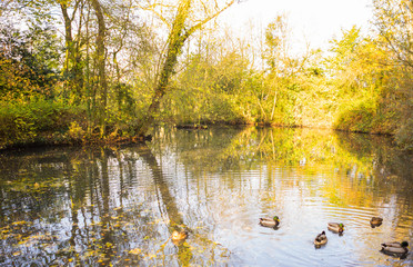 A duck pond inside a park