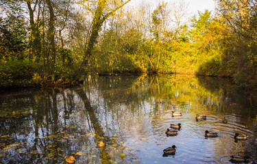Fototapeta premium A duck pond inside a park