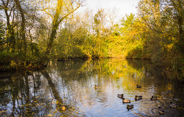 Fototapeta premium A duck pond inside a park