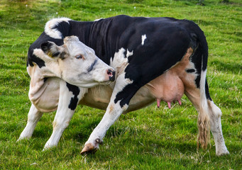 Funny Dancing black and white female Cow showing off her Udder. The most popular farm animal for milk and dairy  produce - 137141304