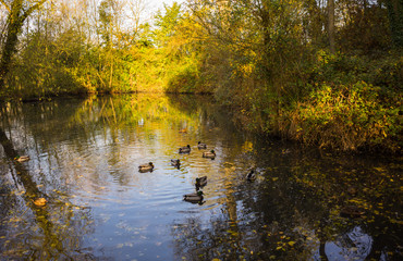 A duck pond inside a park