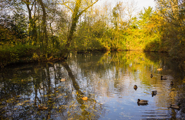 A duck pond inside a park