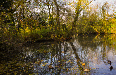 A duck pond inside a park