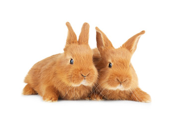 Cute funny rabbits on white background