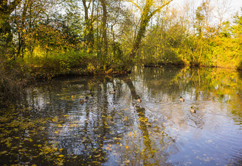 Countryside in Leicester