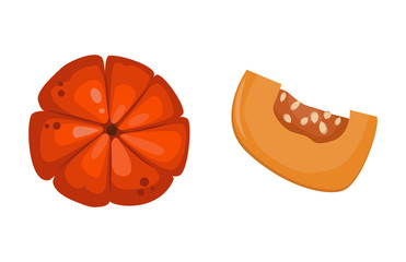 Fresh orange pumpkin vegetable isolated vector illustration.