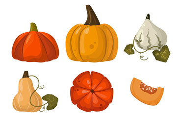 Fresh orange pumpkin vegetable isolated vector illustration.