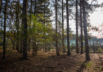 Obraz premium Countryside in Leicester