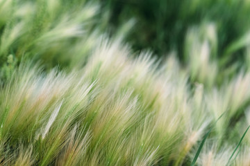 Spring or summer background with green grass