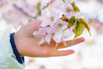 桜を持つ少女の手