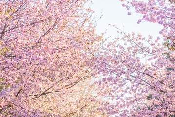 Fantastic cherry blossom in the sun light