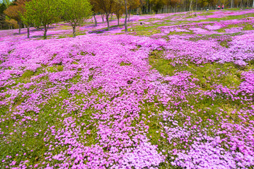 Moss phlox, known as shibazakura in Japanese in full bloom during spring season.