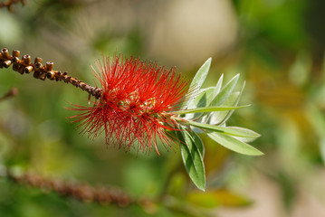 Un Callistemon rouge