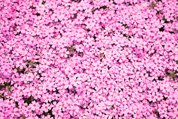Moss phlox, known as shibazakura in Japanese in full bloom during spring season.