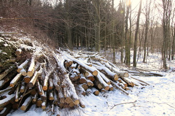 Small trees felled in the forest waiting for the sun
