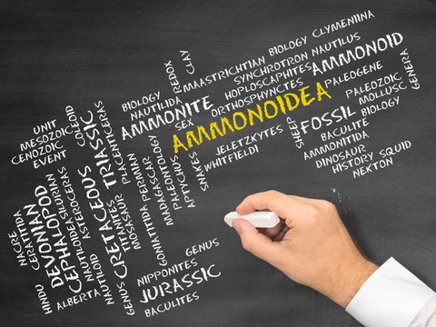Ammonoidea