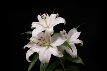 lilium flower on black background close-up