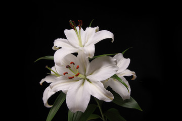 Fototapeta premium lilium flower on black background close-up
