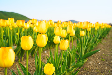 Fototapeta premium Tulip