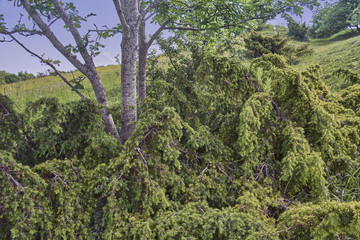 Wild Juniper on the South Downs National Park