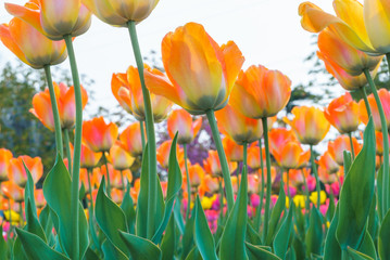 Fototapeta premium Tulip