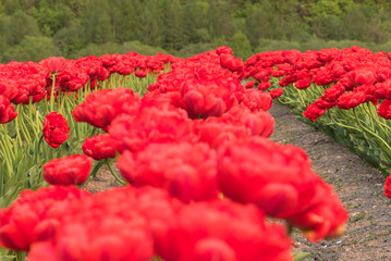 真っ赤なチューリップ　八重咲き