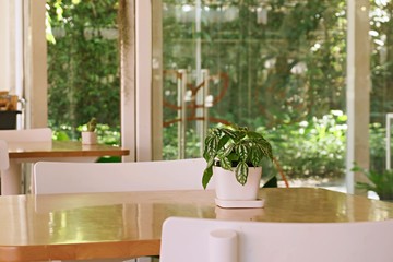 Green flower potted with wooden tableland chairs interior cafe abstract background.