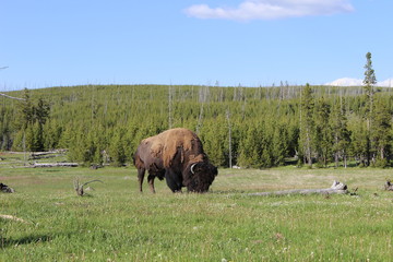 Buffalo