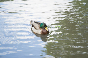 Ducks in a pond in Leicester-shire