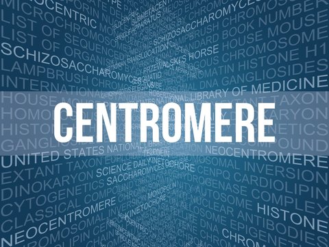 Centromere