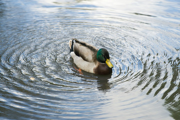 Ducks in a pond in Leicester-shire