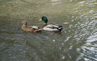 Ducks in a pond in Leicester-shire