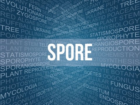 Spore